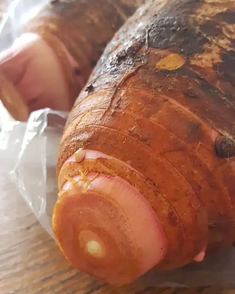 Fa'alifu Kalo: Make Samoan style coconut cream taro